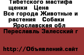  Тибетского мастифа щенки › Цена ­ 10 000 - Все города Животные и растения » Собаки   . Ярославская обл.,Переславль-Залесский г.